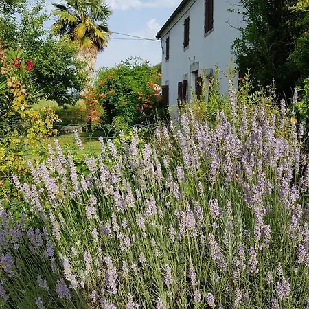 Champan * Toulouzette