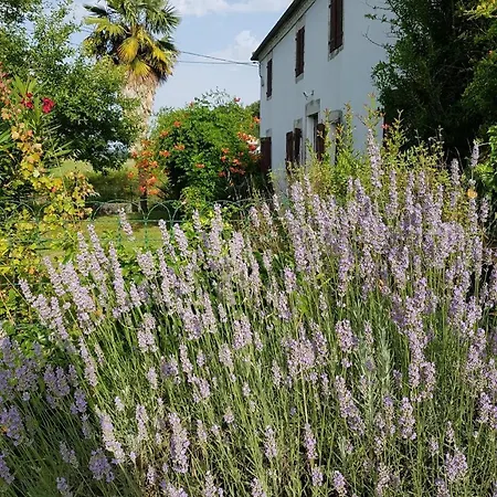 Champan * Toulouzette